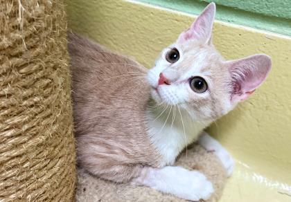 Phyllis, an adoptable Domestic Short Hair in Columbia, SC, 29211 | Photo Image 2