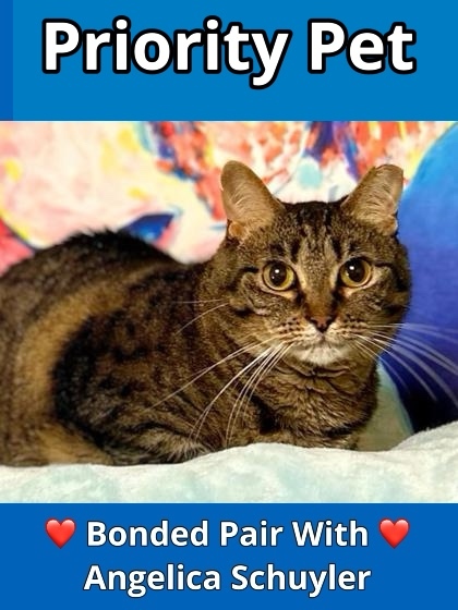 Fifi `A PRIORITY PET`, an adoptable Domestic Short Hair in Columbia, SC, 29211 | Photo Image 1