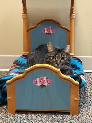 Fifi `A PRIORITY PET`, an adoptable Domestic Short Hair in Columbia, SC, 29211 | Photo Image 2