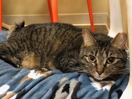 Fifi `A PRIORITY PET`, an adoptable Domestic Short Hair in Columbia, SC, 29211 | Photo Image 3