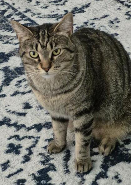 Joyce, an adoptable Domestic Short Hair in Columbia, SC, 29211 | Photo Image 1