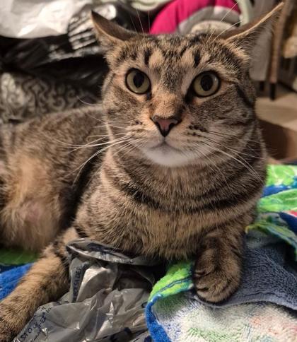 Joyce, an adoptable Domestic Short Hair in Columbia, SC, 29211 | Photo Image 2