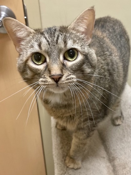 Lily, an adoptable Domestic Short Hair in Columbia, SC, 29211 | Photo Image 3