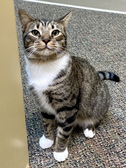 Heath, an adoptable Domestic Short Hair in Columbia, SC, 29211 | Photo Image 2