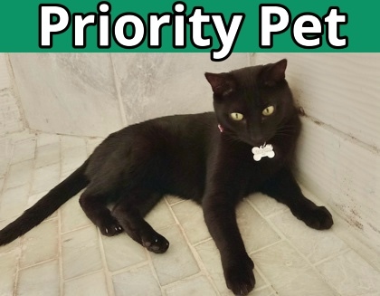 Tara `A PRIORITY PET`, an adoptable Domestic Short Hair in Columbia, SC, 29211 | Photo Image 1