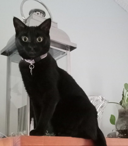 Tara `A PRIORITY PET`, an adoptable Domestic Short Hair in Columbia, SC, 29211 | Photo Image 2