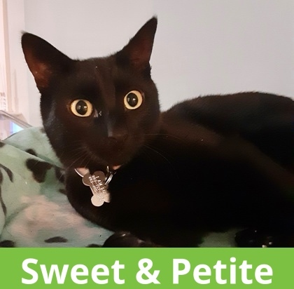 Tara `A PRIORITY PET`, an adoptable Domestic Short Hair in Columbia, SC, 29211 | Photo Image 3