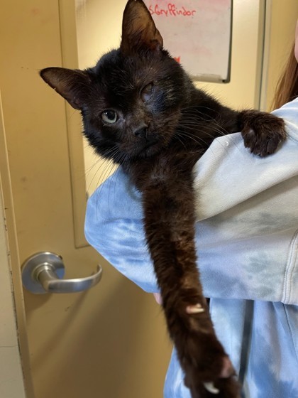 Gabriel, an adoptable Domestic Short Hair in Columbia, SC, 29211 | Photo Image 2