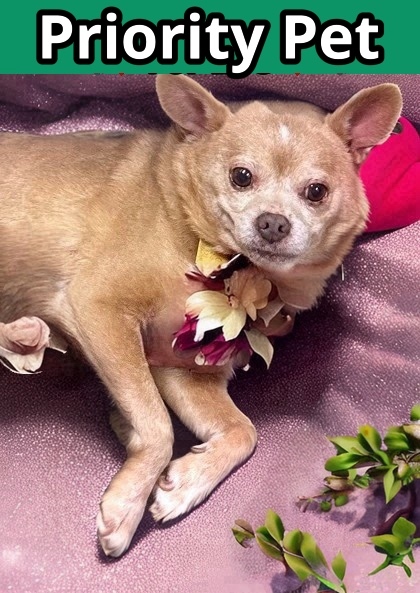 Michelangelo `A PRIORITY PET`, an adoptable Chihuahua, Mixed Breed in Columbia, SC, 29211 | Photo Image 1