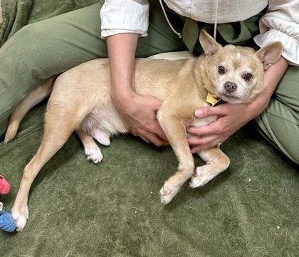 Michelangelo `A PRIORITY PET`, an adoptable Chihuahua, Mixed Breed in Columbia, SC, 29211 | Photo Image 2