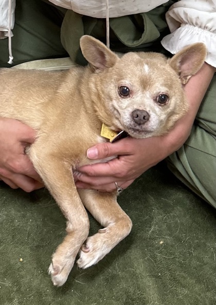 Michelangelo `A PRIORITY PET`, an adoptable Chihuahua, Mixed Breed in Columbia, SC, 29211 | Photo Image 3