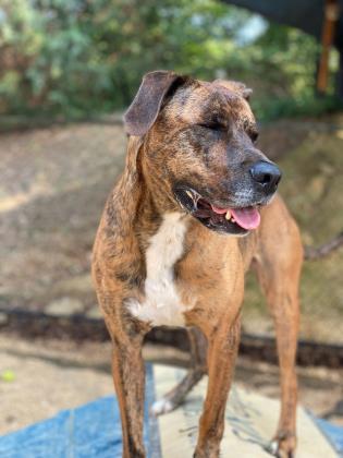 Keaton, an adoptable Boxer, American Staffordshire Terrier in Columbia, SC, 29211 | Photo Image 1