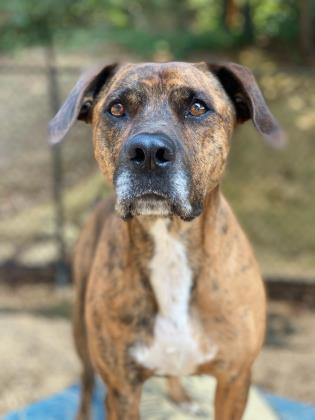 Keaton, an adoptable Boxer, American Staffordshire Terrier in Columbia, SC, 29211 | Photo Image 2