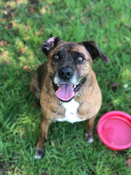 Keaton, an adoptable Boxer, American Staffordshire Terrier in Columbia, SC, 29211 | Photo Image 3