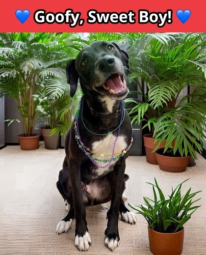 Bentley, an adoptable Labrador Retriever, American Staffordshire Terrier in Columbia, SC, 29211 | Photo Image 1