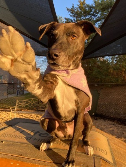 Bentley, an adoptable Labrador Retriever, American Staffordshire Terrier in Columbia, SC, 29211 | Photo Image 2