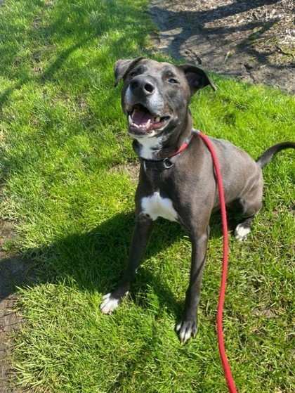 Bentley, an adoptable Labrador Retriever, American Staffordshire Terrier in Columbia, SC, 29211 | Photo Image 3