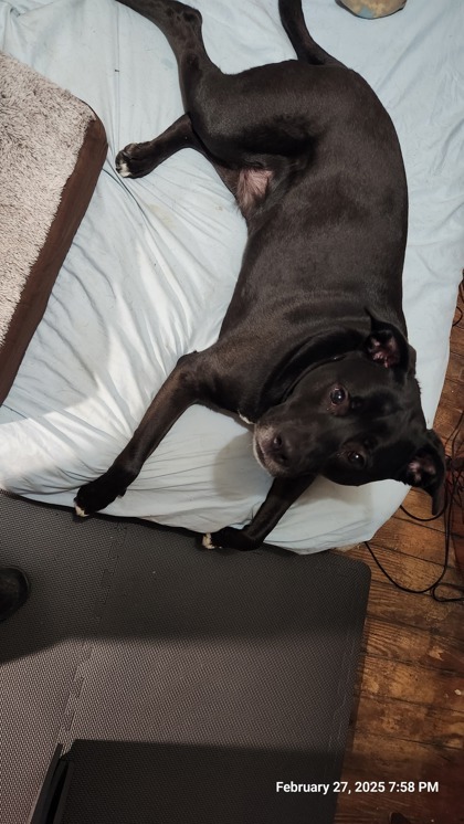 Bruce, an adoptable Labrador Retriever, American Staffordshire Terrier in Columbia, SC, 29211 | Photo Image 2