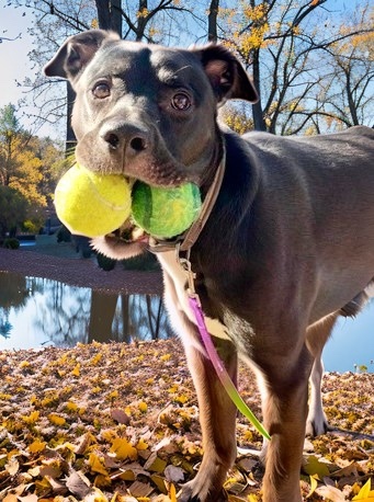 Bruce, an adoptable Labrador Retriever, American Staffordshire Terrier in Columbia, SC, 29211 | Photo Image 3