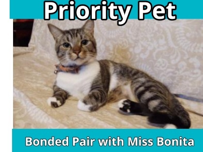 Little Man `A PRIORITY PET`, an adoptable Domestic Short Hair in Columbia, SC, 29211 | Photo Image 1