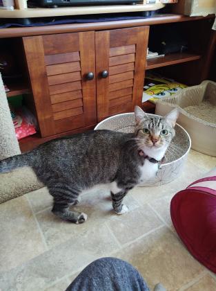Little Man `A PRIORITY PET`, an adoptable Domestic Short Hair in Columbia, SC, 29211 | Photo Image 2
