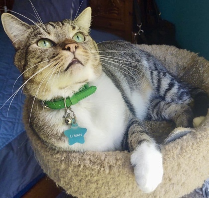 Little Man `A PRIORITY PET`, an adoptable Domestic Short Hair in Columbia, SC, 29211 | Photo Image 2