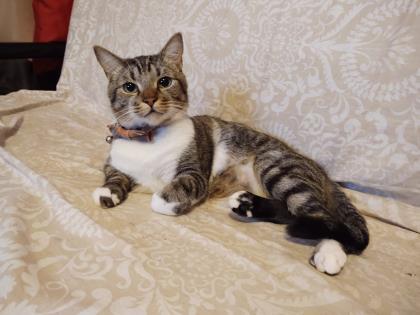 Little Man `A PRIORITY PET`, an adoptable Domestic Short Hair in Columbia, SC, 29211 | Photo Image 3