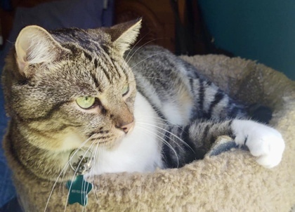 Little Man `A PRIORITY PET`, an adoptable Domestic Short Hair in Columbia, SC, 29211 | Photo Image 3