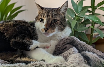 Mason, an adoptable Domestic Short Hair in Columbia, SC, 29211 | Photo Image 2