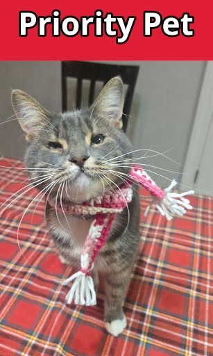 Saffron `A PRIORITY PET`, an adoptable Domestic Short Hair in Columbia, SC, 29211 | Photo Image 1