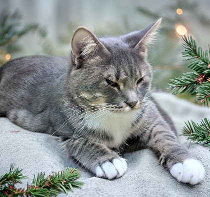 Saffron `A PRIORITY PET`, an adoptable Domestic Short Hair in Columbia, SC, 29211 | Photo Image 3