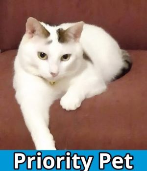 Trenton `A PRIORITY PET`