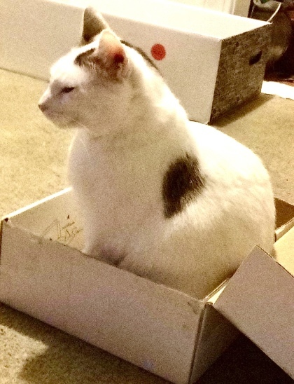 Trenton `A PRIORITY PET` 2
