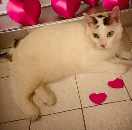 Trenton `A PRIORITY PET`, an adoptable Domestic Short Hair in Columbia, SC, 29211 | Photo Image 3