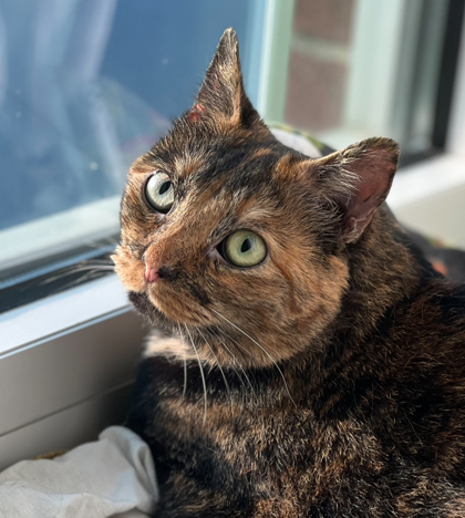 Cayenne, an adoptable Domestic Short Hair in Columbia, SC, 29211 | Photo Image 1