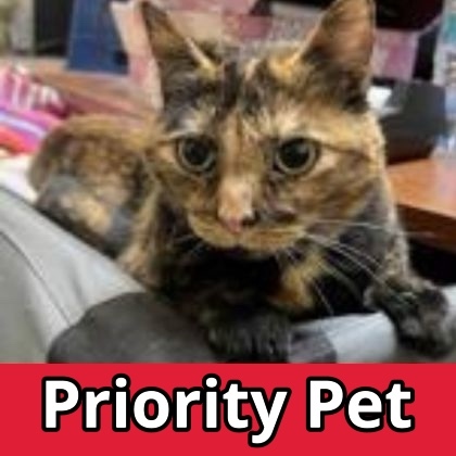 Cayenne `A PRIORITY PET`, an adoptable Domestic Short Hair in Columbia, SC, 29211 | Photo Image 1