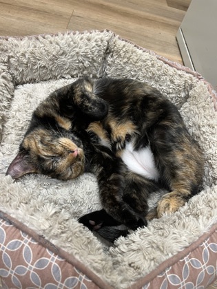 Cayenne `A PRIORITY PET`, an adoptable Domestic Short Hair in Columbia, SC, 29211 | Photo Image 2