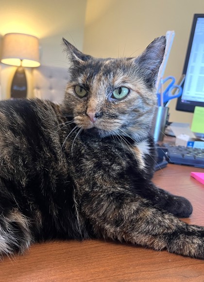 Cayenne `A PRIORITY PET`, an adoptable Domestic Short Hair in Columbia, SC, 29211 | Photo Image 3