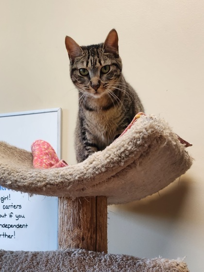 Evie, an adoptable Domestic Short Hair in Columbia, SC, 29211 | Photo Image 3