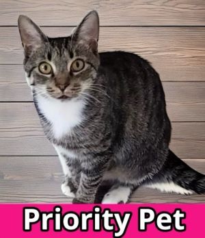 Puff `A PRIORITY PET`