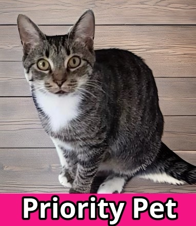 Puff `A PRIORITY PET`, an adoptable Domestic Short Hair in Columbia, SC, 29211 | Photo Image 1