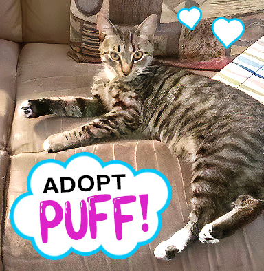 Puff, an adoptable Domestic Short Hair in Columbia, SC, 29211 | Photo Image 2