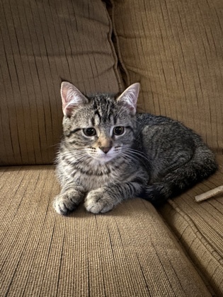 Puff, an adoptable Domestic Short Hair in Columbia, SC, 29211 | Photo Image 3