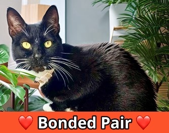 Miss Bonita, an adoptable Domestic Short Hair in Columbia, SC, 29211 | Photo Image 1