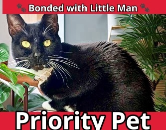 Miss Bonita `A PRIORITY PET`, an adoptable Domestic Short Hair in Columbia, SC, 29211 | Photo Image 1