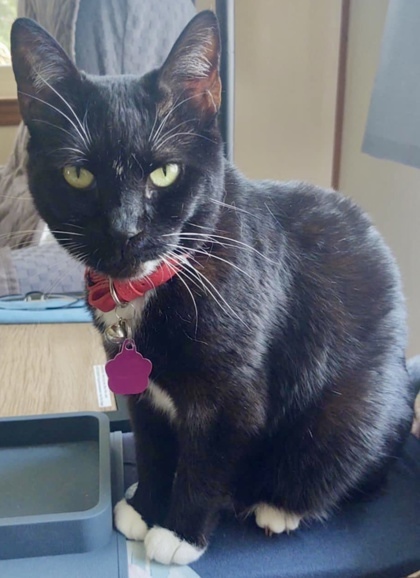 Miss Bonita `A PRIORITY PET`, an adoptable Domestic Short Hair in Columbia, SC, 29211 | Photo Image 2