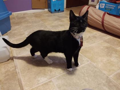 Miss Bonita `A PRIORITY PET`, an adoptable Domestic Short Hair in Columbia, SC, 29211 | Photo Image 3