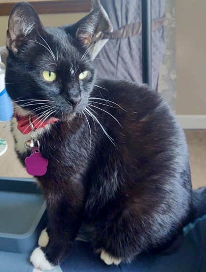 Miss Bonita `A PRIORITY PET`, an adoptable Domestic Short Hair in Columbia, SC, 29211 | Photo Image 3