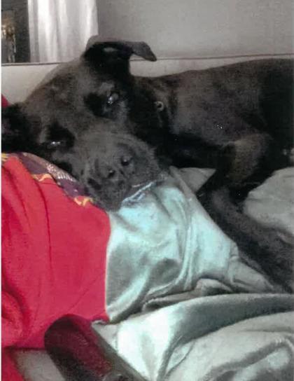 Sammie (in foster), an adoptable Pit Bull Terrier, Mixed Breed in Fishers, IN, 46038 | Photo Image 3
