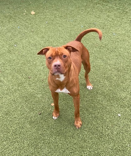 Magnolia, an adoptable Mixed Breed in Port Saint Joe, FL, 32456 | Photo Image 1